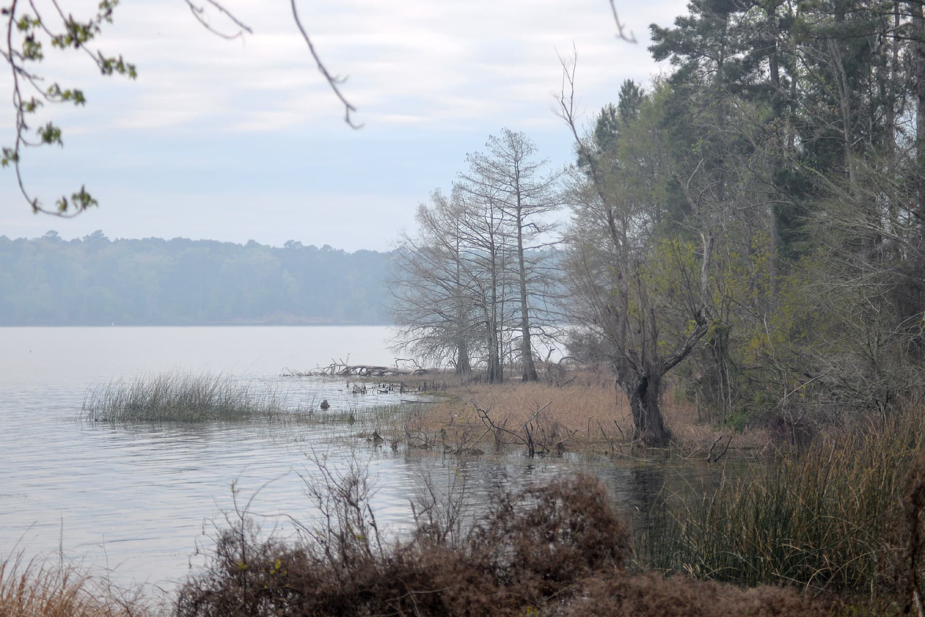 A quiet cypress-lined inlet of Toledo Bend Reservoir in the Indian Mounds area of Sabine National Forest, Texas
